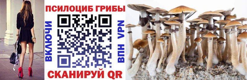 цены наркотик  Сретенск  нарко площадка клад  Псилоцибиновые грибы Cubensis 